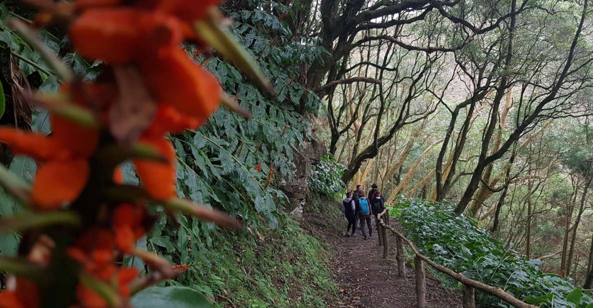 Lomba De São Pedro: Waterfall Hiking Tour With Tea Tasting - Ribeira Dos Caldeirões Natural Park