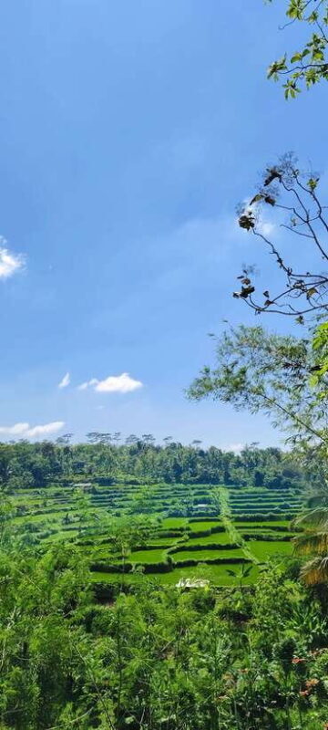 lombok : black monkey , rice terace ,waterfall tetebatu - An In-Depth Look at the Tetebatu Day Tour