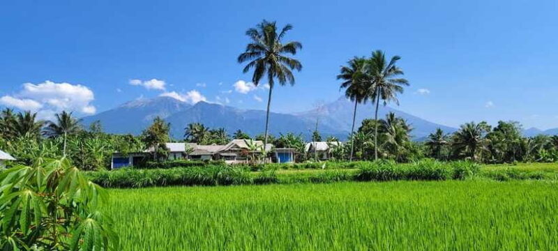 lombok : black monkey , rice terace ,waterfall tetebatu - Final Thoughts