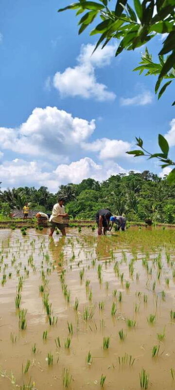 lombok : black monkey , rice terace ,waterfall tetebatu - FAQ