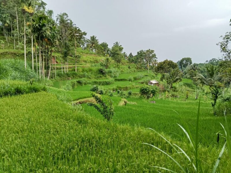 Lombok: Countryside Tour Tetebatu & Benang Stokel Waterfall - Waterfall Encounters