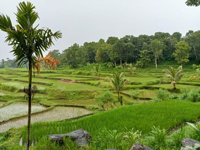 Lombok: Countryside Tour Tetebatu & Benang Stokel Waterfall - Customer Reviews