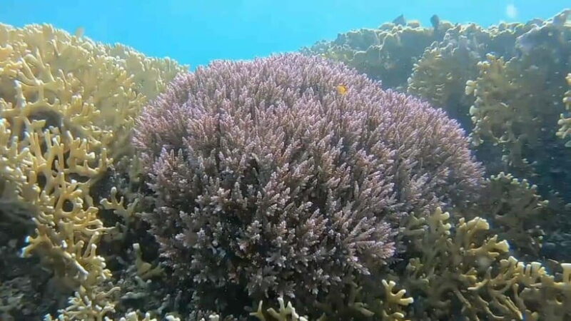 Lombok: Gili Nanggu, Kedis, and Sudak Islands Boat Tour - The Practical Side: Price, Transport, and What’s Included