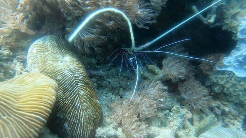 Lombok: Gili Nanggu, Kedis, and Sudak Islands Boat Tour - FAQ