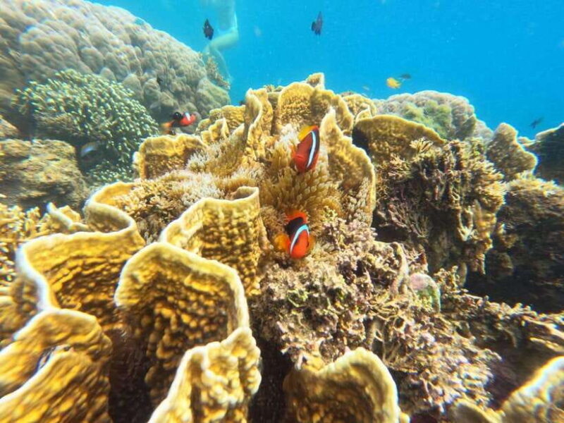 Lombok: Gili Nanggu, Sudak, and Kedis Snorkeling Tour - An In-Depth Look at the Gili Islands Snorkeling Tour