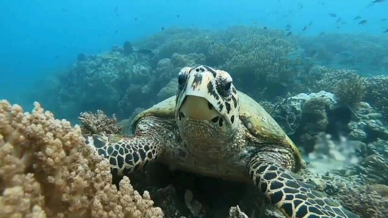 Lombok: Gili Rengit, Gili Gede, and Gili Layar Island Tour - The Value of This Tour