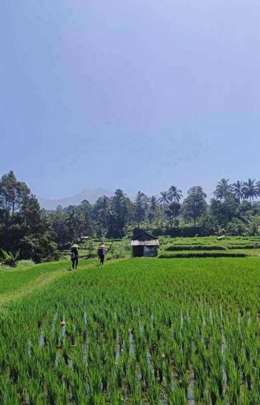 Lombok : hiking- rice terrace & waterfalls tour - A Deeper Dive into the Lombok Rice & Waterfalls Tour