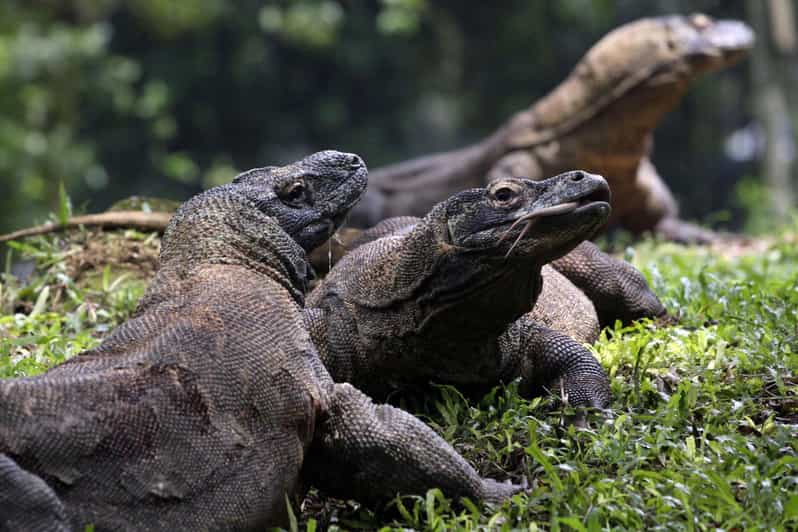 Lombok: Komodo Island 4-Day Boat Trip With Food and Board - Trip Overview and Pricing