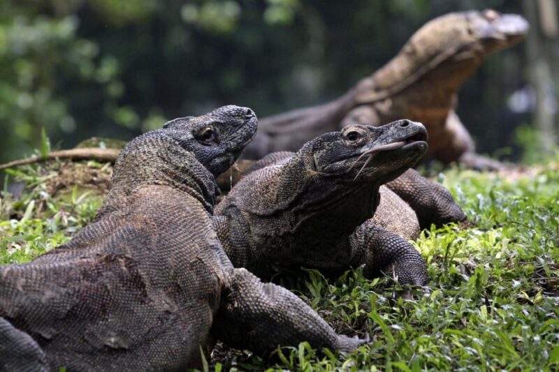 Lombok: Komodo Island 4-Day Boat Trip With Food and Board - Itinerary Highlights