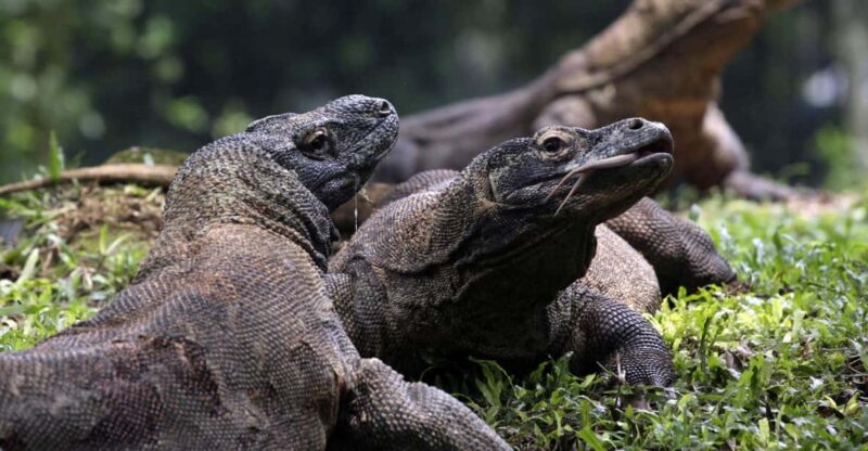 Lombok: Komodo Island 4-Day Boat Trip With Food and Board - Inclusions and Amenities