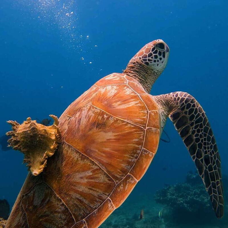 Lombok: Open Water Diver Course - An In-Depth Look at the Lombok Open Water Diver Course