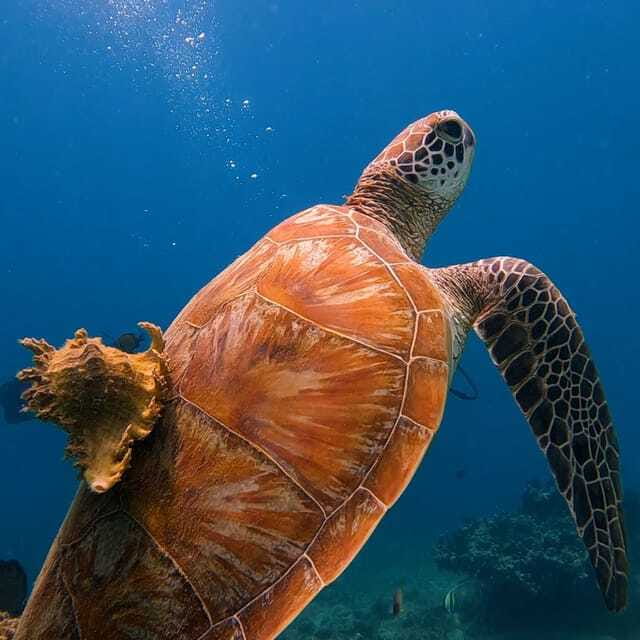 Lombok: Open Water Diver Course - FAQ