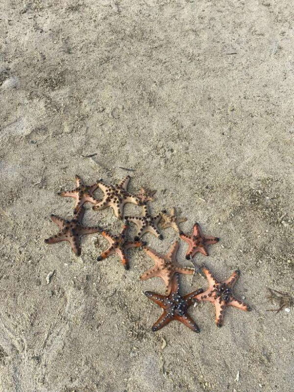 Lombok: Pink Beach Adventure and 3 Gilis - Frequently Asked Questions