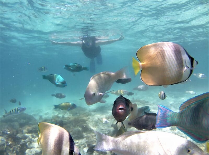 Lombok: Pink Beach Snorkeling Trip Include Lunch - Inclusion Highlights