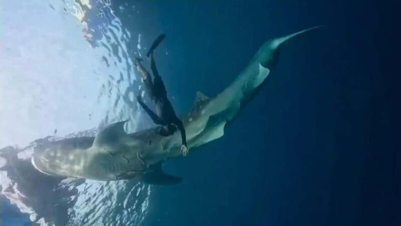 Lombok : Private 2D/1N Whale Shark Tour Lombok Sumbawa - An Overview of the Tour Experience