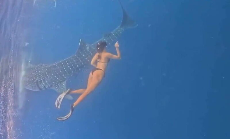 Lombok : Private 2D/1N Whale Shark Tour Lombok Sumbawa - The Itinerary in Detail  