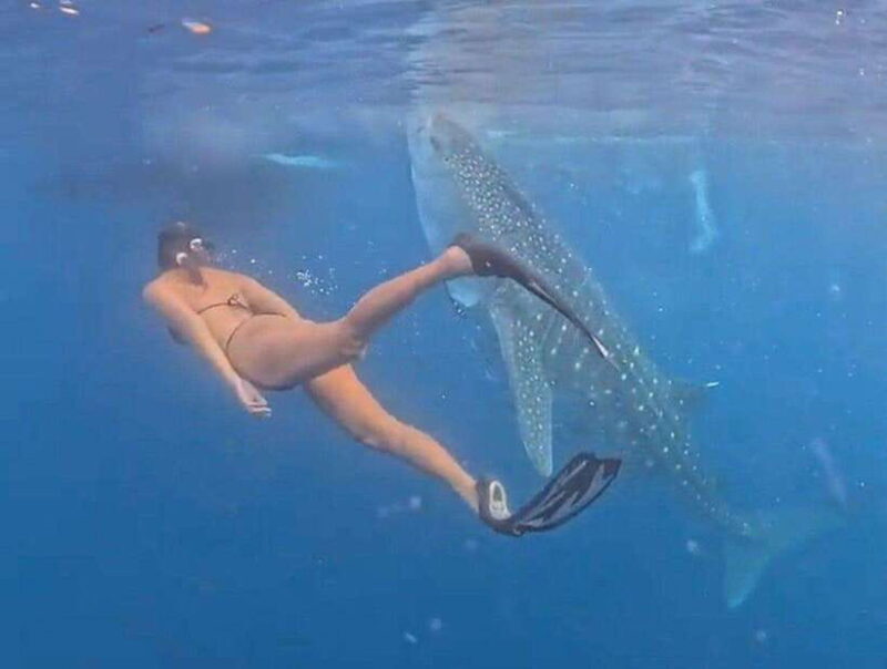Lombok : Private 2D/1N Whale Shark Tour Lombok Sumbawa - The Real Value of This Tour  