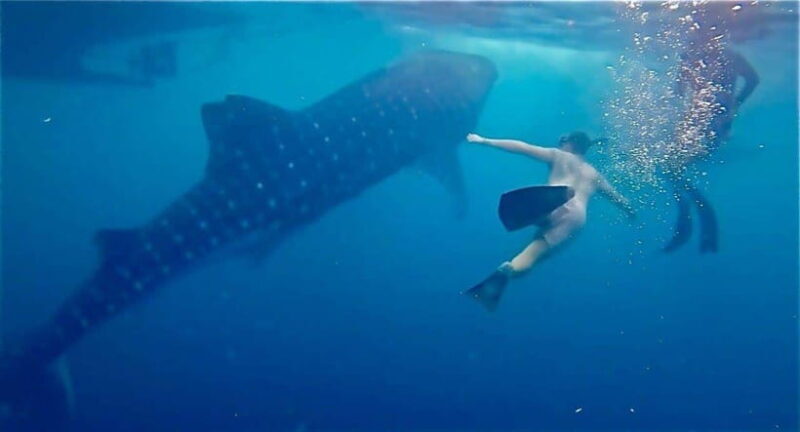 Lombok : Private 2D/1N Whale Shark Tour Lombok Sumbawa - Travel Tips and Practical Advice  