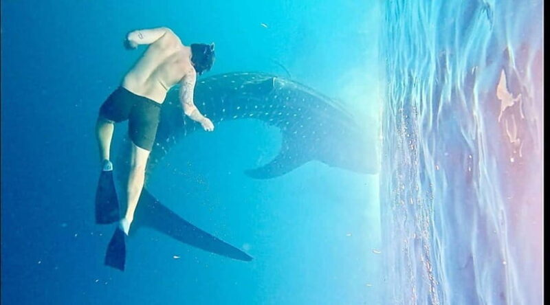 Lombok : Private 2D/1N Whale Shark Tour Lombok Sumbawa - Who Will Love This Experience?  