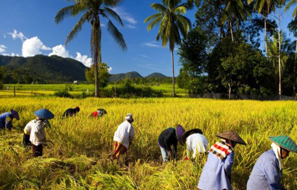 Lombok Rice Field Walking Tour - Additional Information