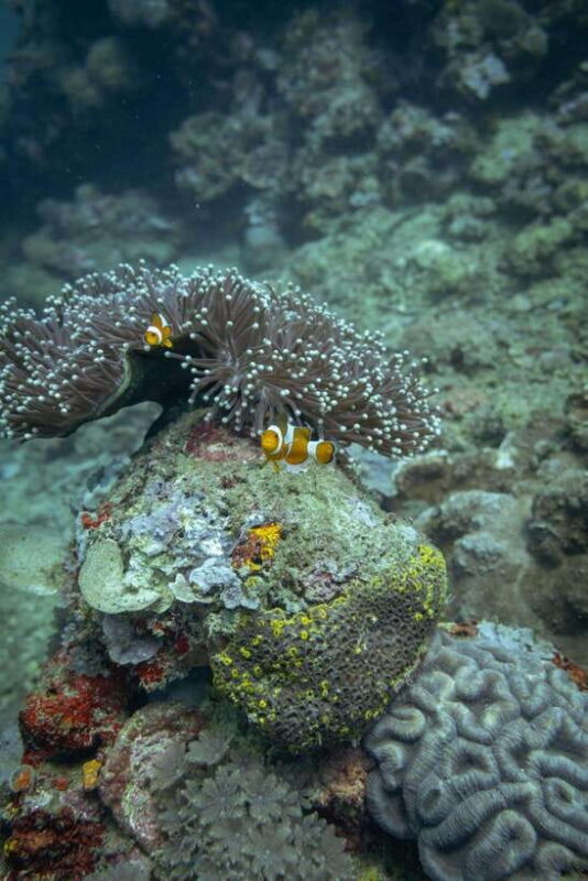 Lombok: Secret Gili Islands Snorkeling Tour - Key Points
