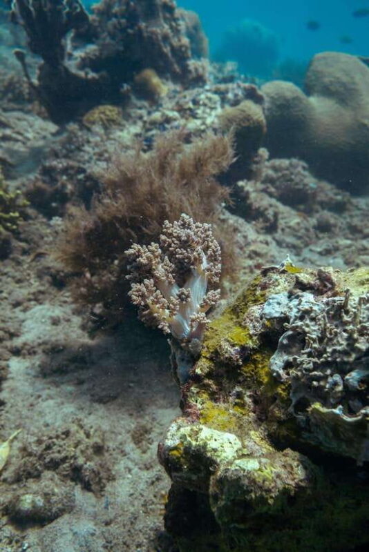Lombok: Secret Gili Islands Snorkeling Tour - Who Will Love This Tour?