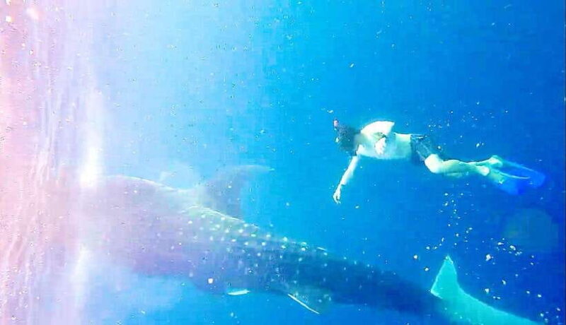 Lombok : Sharing Whale Shark Tour 2 Day 1 Night Sumbawa - Key Points