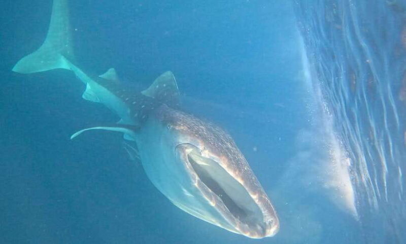 Lombok : Sharing Whale Shark Tour 2 Day 1 Night Sumbawa - An In-Depth Look at the Experience