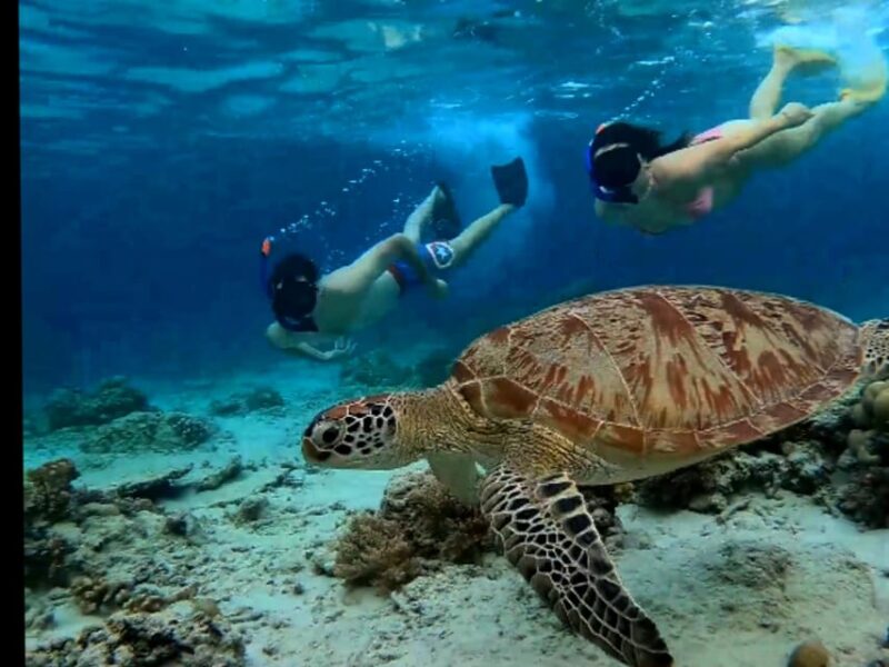 Lombok Shore Excursion Cruiser Ship : 1 Day Tour Gili Island - Snorkeling Experiences