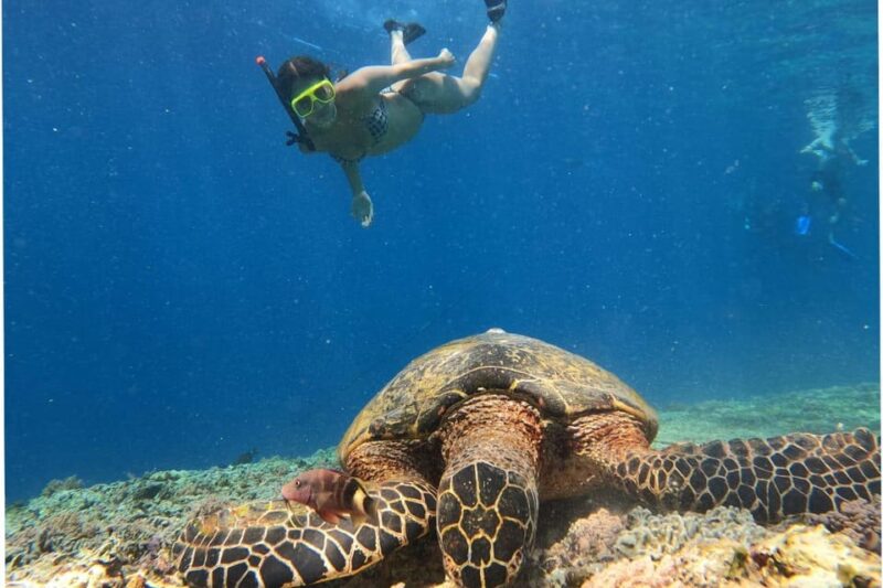 Lombok Shore Excursion Cruiser Ship : 1 Day Tour Gili Island - Transportation Arrangements