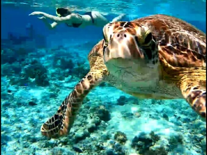 Lombok Shore Excursion Cruiser Ship : 1 Day Tour Gili Island - Tour Inclusions