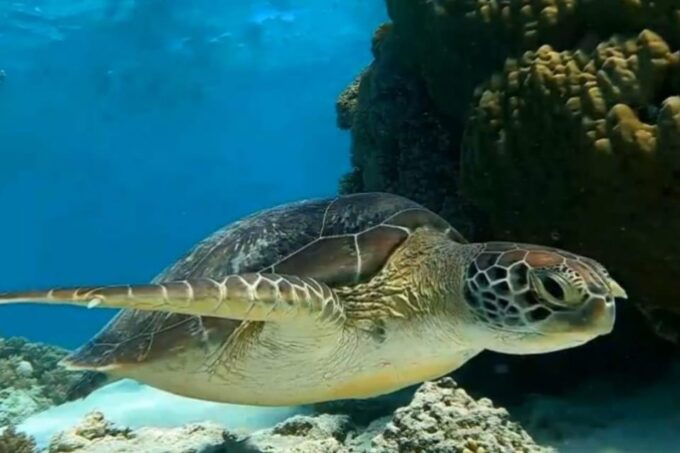 Lombok Shore Excursion Cruiser Ship : 1 Day Tour Gili Island - Important Considerations