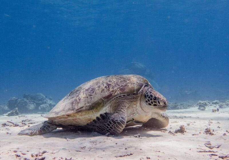 Lombok : Snorkeling Trip (Gili Trawangan, Meno & Gili Air) - Who Should Consider This Tour?