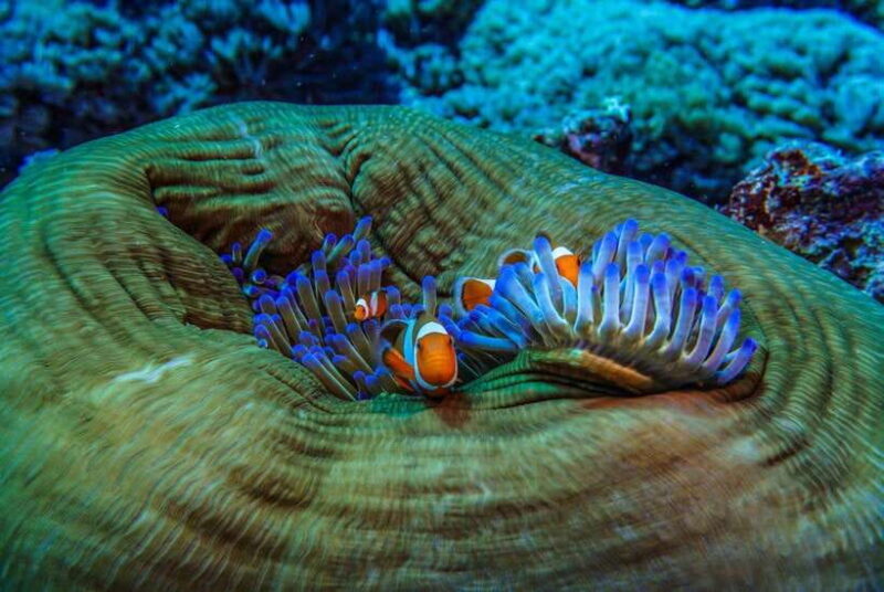 Lombok : Snorkeling Trip (Gili Trawangan, Meno & Gili Air) - FAQ