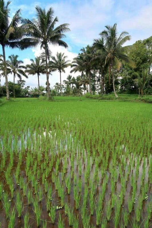Lombok: Tetebatu Village and Rice Fields Guided Tour - Who Would Love This Tour?