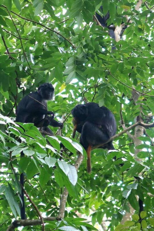 Lombok: Tetebatu Walking Tour with Monkey Forest & Waterfall - Waterfall and Water Play
