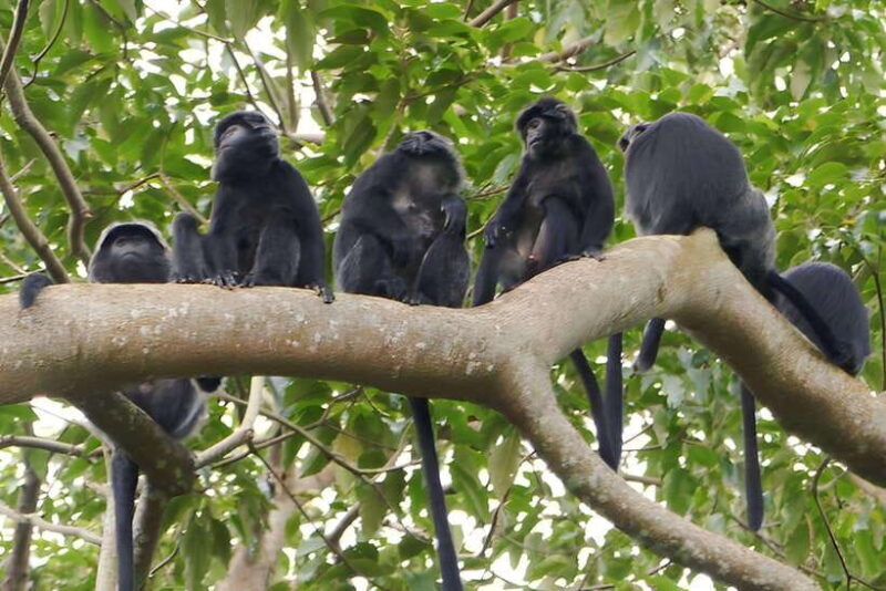 Lombok: Tetebatu Walking Tour with Monkey Forest & Waterfall - Who Will Enjoy This Tour?