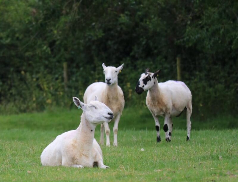 London: Full Day Cotswolds Tour with Shakespeare's Stratford - Value and Cost