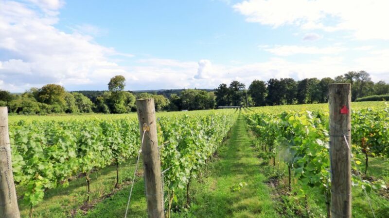 London: Full-Day English Wine Tour with Lunch - Key Points