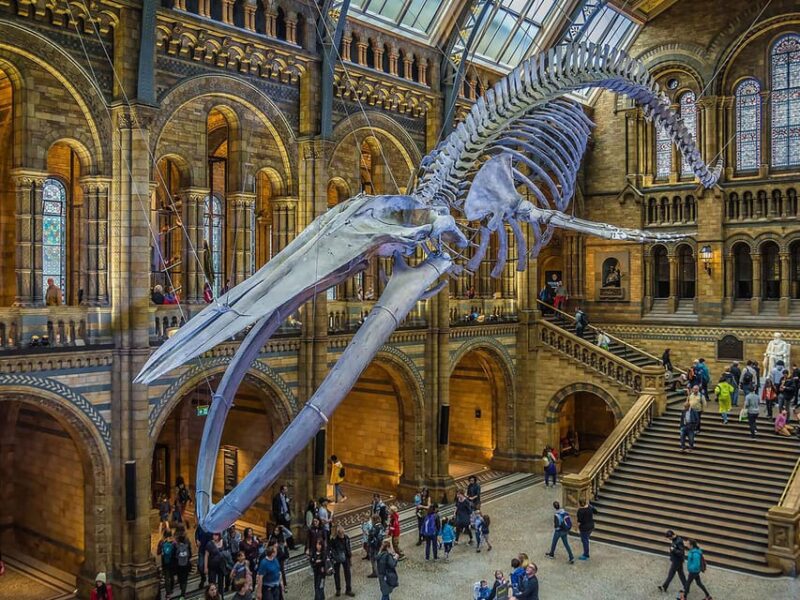 London: Guided Exploration at the Museum of Natural History - Key Points