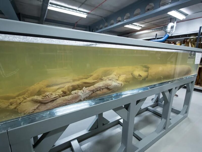 London: Guided Exploration at the Museum of Natural History - Important Tour Information