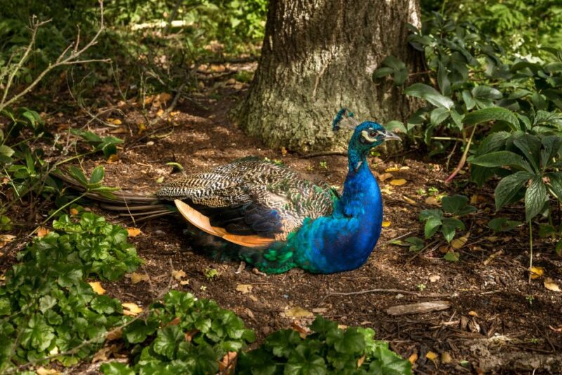 London: Kew Gardens Admission Ticket - Good To Know