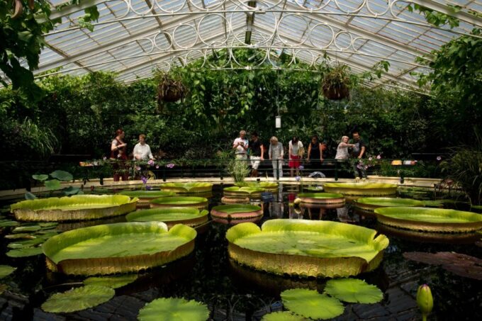 London: Kew Gardens Admission Ticket - Customer Ratings and Feedback