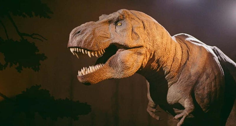 London: Natural History Museum Reserved Entry & Audio Tour - Key Points