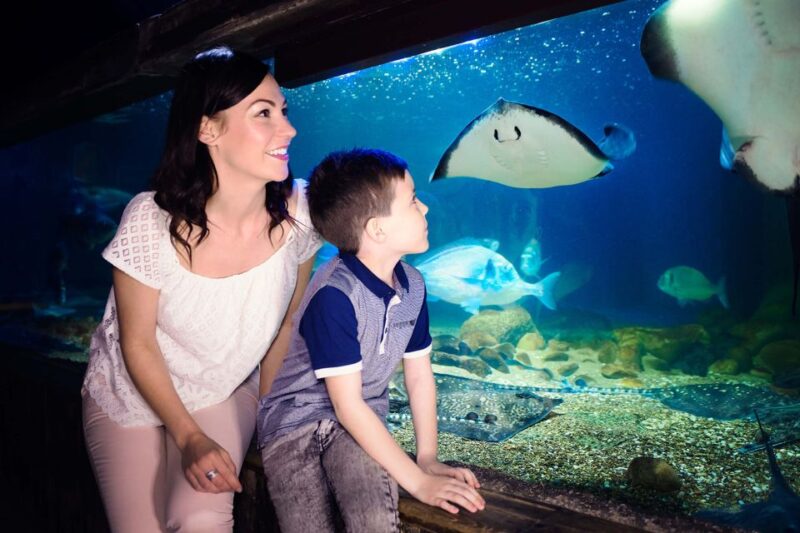 London: SEA LIFE & London Eye Combo Ticket - Visitor Experience Insights