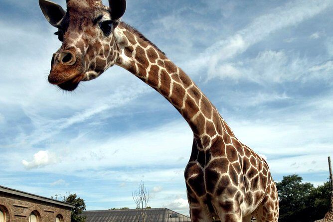 London Zoo Entry Ticket - Value for Money