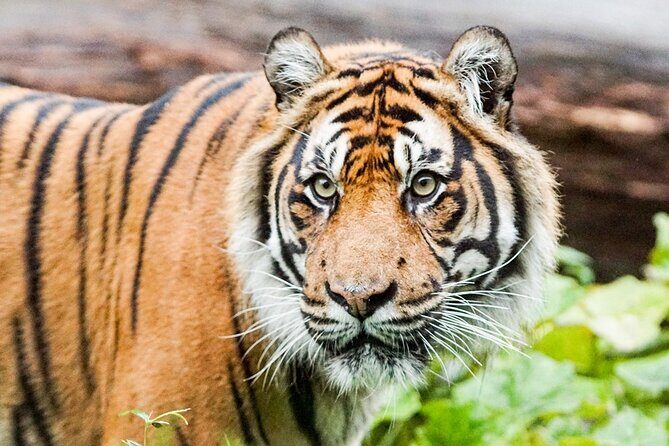 London Zoo Entry Ticket - Who Is This Tour Best For?