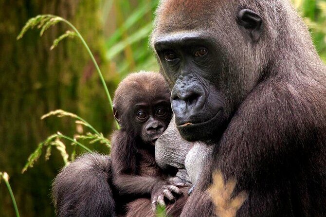 London Zoo Entry Ticket - FAQ Section