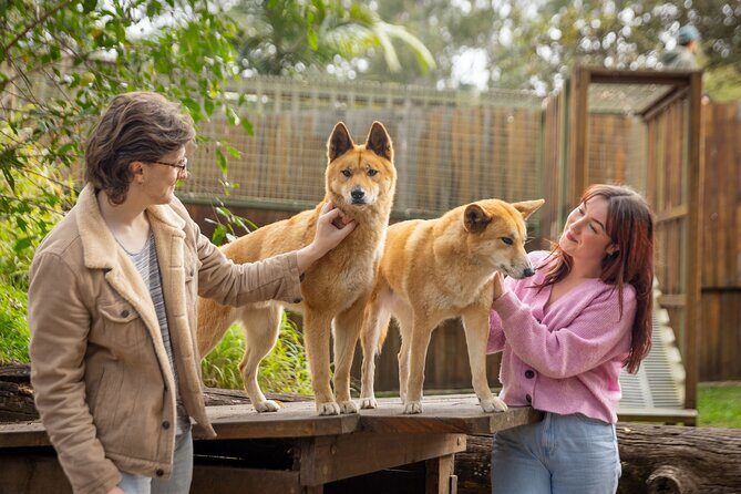 Lone Pine Koala Sanctuary Day Pass - Authentic Insights from Visitors