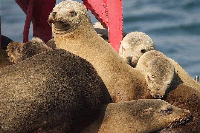 Long Beach Harbor 45-Minute Boat Tour - What Travelers Say